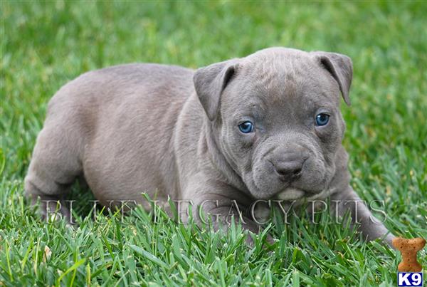 american pit bull puppy posted by Pitbull Bully